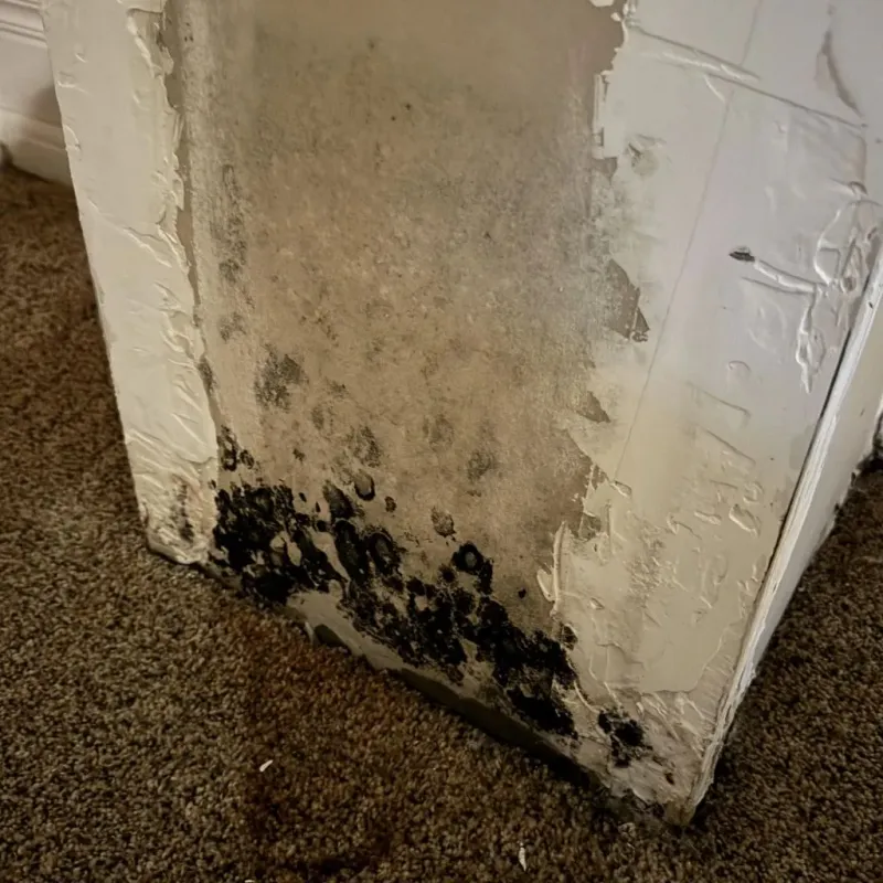Professional Mold Removal in Independence County, AR